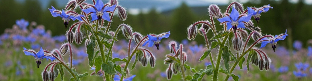 Borage Oil for Skin: 6 Benefits for Aging Skin
