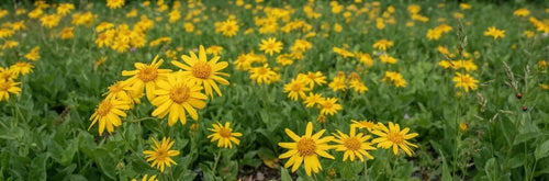 Arnica Cream Benefits: Does This Arctic Flower Ease Sore Joints?