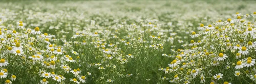 Chamomile for Skin: How It Calms Redness and Irritation
