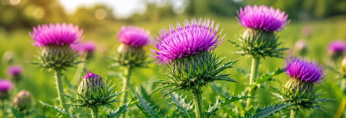 Milk Thistle for Skin: The Liver-Skin Connection