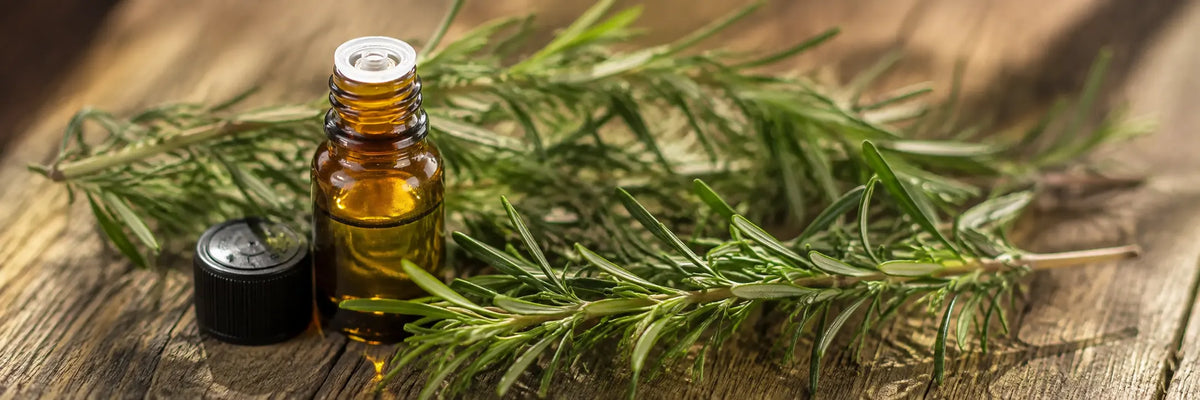 Rosemary for Hair Growth: The Science, the Routine, and the Patience
