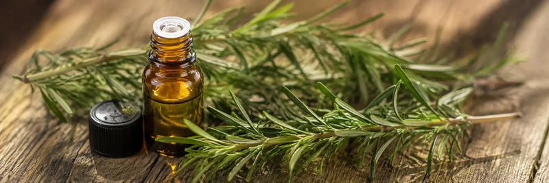 Rosemary for Hair Growth: The Science, the Routine, and the Patience