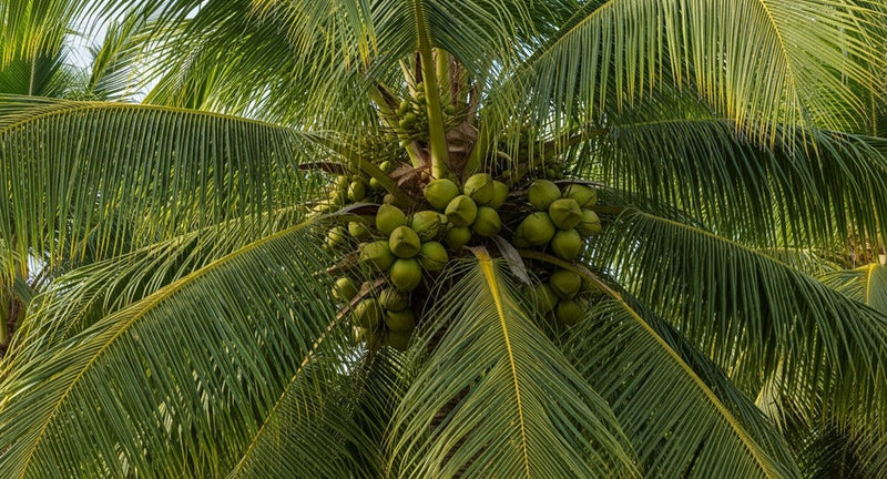 Coconut Oil for Skin: What It Actually Does After 45