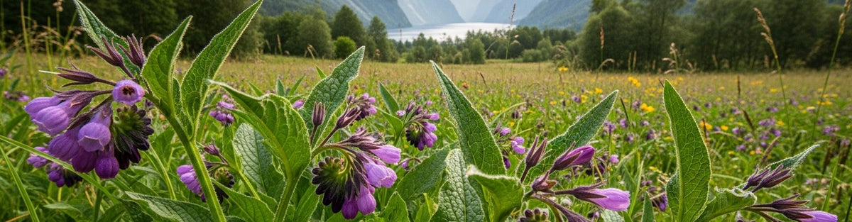 Comfrey Oil for Skin: The Forgotten Repair Oil Your Mature Skin Has Been Missing