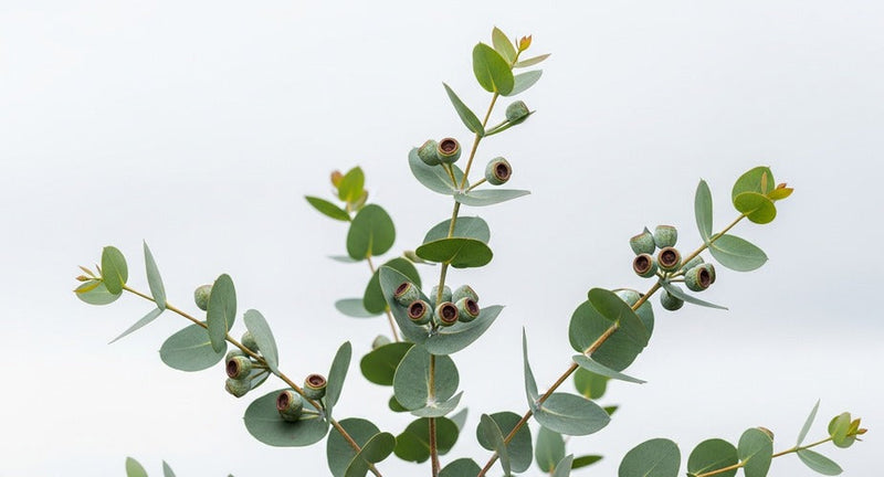 Eucalyptus Oil Benefits for Skin: Clarifying and Refreshing Care