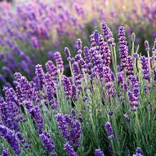 Lavender Oil Skin Benefits: 8 Reasons It Belongs in Your Routine After 45