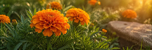 Marigold Oil for Skin: How Calendula Calms Reactive Skin After 35