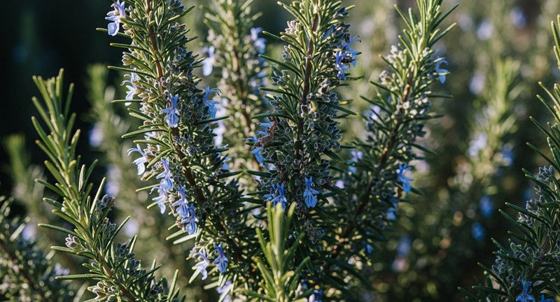 8 Rosemary Oil Benefits for Skin That Go Way Beyond What You’ve Heard