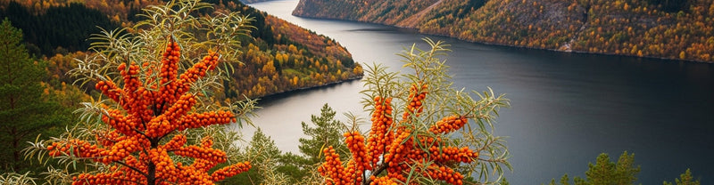 Sea Buckthorn Extract for Skin: What the Concentrated Form Actually Does