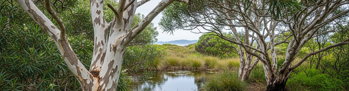 Tea Tree Oil for Skin: 8 Uses, Benefits, and Precautions for Mature Skin