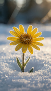 Arctic Arnica
