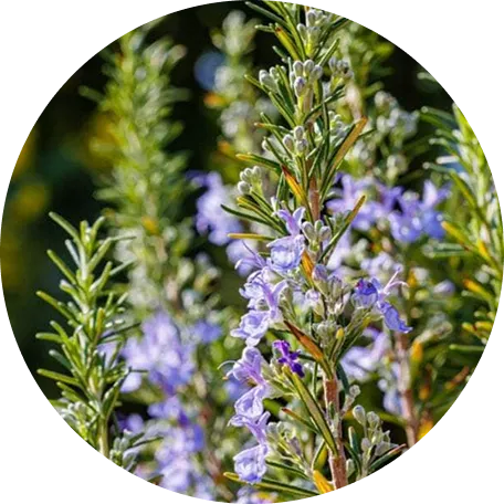 Arctic Rosemary and Pumpkin Seed