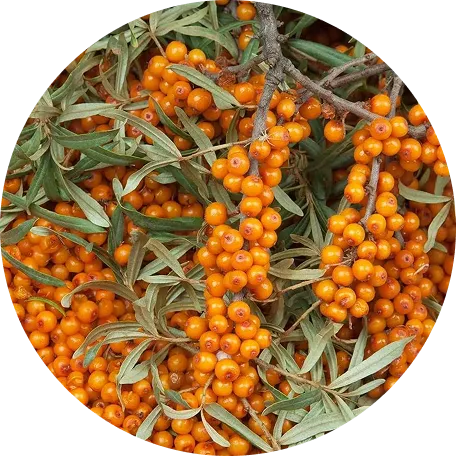 Wild Sea Buckthorn