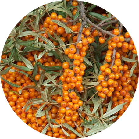 Sea Buckthorn
