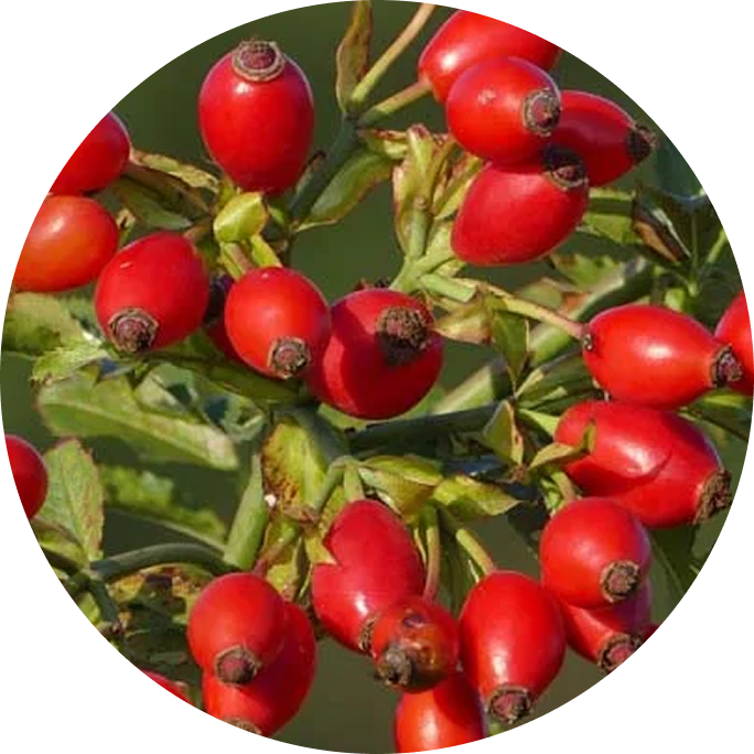 Wild rosehip