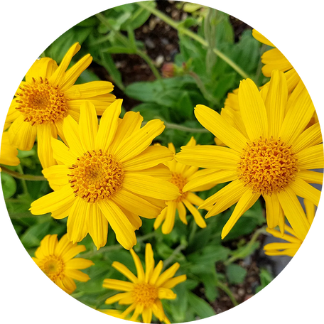 Mountain Arnica