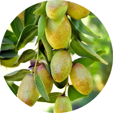 Jojoba Oil and Squalane