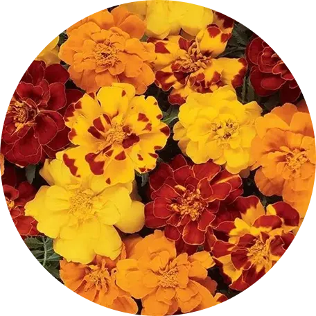 Mountain Marigold flowers