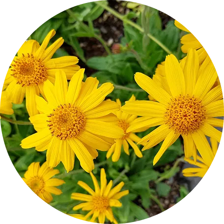 Wild Arctic Arnica flowers