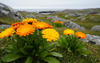 Calendula & Marigold