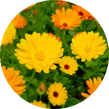Mountain Calendula