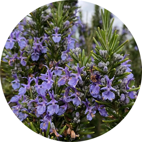 Rosemary